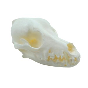 Dog skull (dachshund)