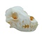 Dog skull (beagle)