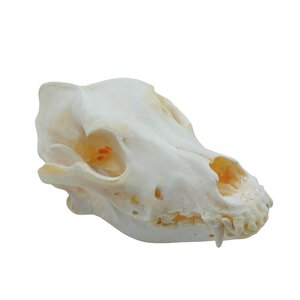 Dog skull (Belgian Shepherd Malinois)