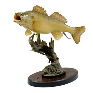 Mounted zander