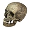 Human skull (B)