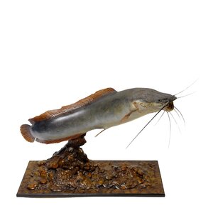 Mounted catfish