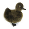 Mounted brown duck without pedestal
