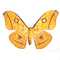 Antheraea frithi sp.