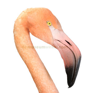 Mounted Chilean flamingo