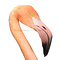 Opgezette Chileense flamingo