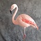 Mounted Chilean flamingo