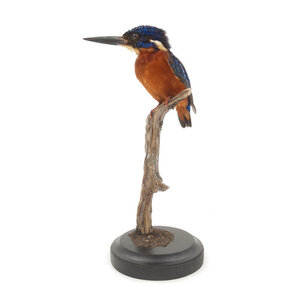Mounted blue-eared kingfisher