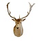 Mounted fallow deer trophy