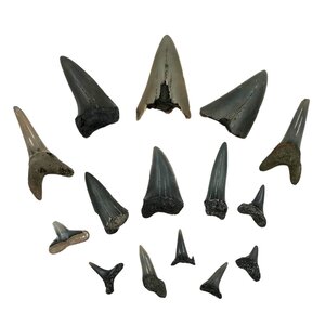 Dutch fossil shark teeth (15 pieces)