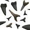 Niederländische fossile Haifischzähne (15 Stück)