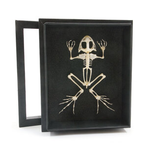Froschskelett in eleganter box (15 x 18 cm)