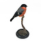 Mounted male Bullfinch