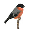 Mounted male Bullfinch