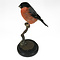 Mounted male Bullfinch