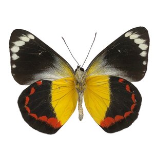 Delias timorensis - underside