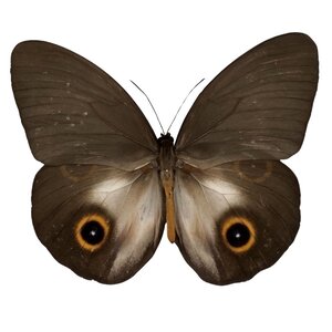 Taenaris urania - bovenkant
