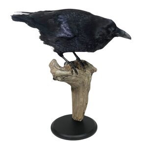 Mounted common raven