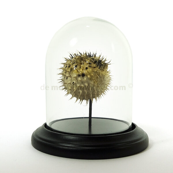 Mounted porcupinefish in glass dome