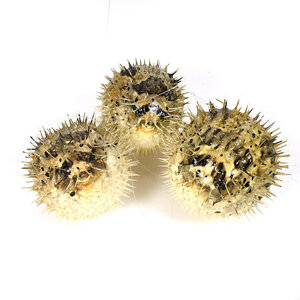 Porcupinefish (small)