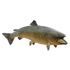 Mounted trout