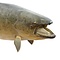 Mounted trout