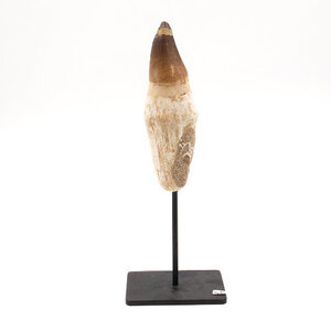 Mosasaurus tooth XL on pedestal