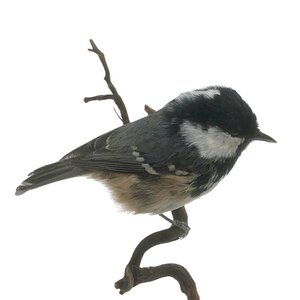 Mounted coal tit