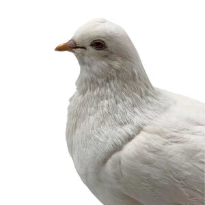 Mounted white pigeon (B)