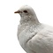 Mounted white pigeon (B)