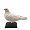 Mounted white pigeon (B)