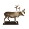 Mounted reindeer (Peary caribou)