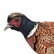 Mounted common pheasant ♂ (D)