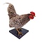 Mounted Plymouth Rock rooster (C)