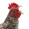 Mounted Plymouth Rock rooster (B)