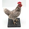 Mounted Plymouth Rock rooster (B)