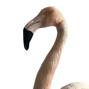 Mounted Chilean flamingo (D)