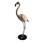 Opgezette Chileense flamingo (D)