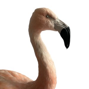 Mounted Chilean flamingo (E)