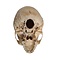 Human skull (young woman)