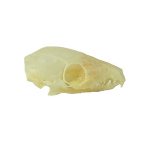 Skull of a treeshrew