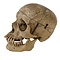 Human skull (A)