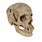Human skull (A)