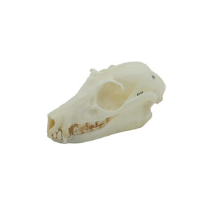 Skull Large flying fox