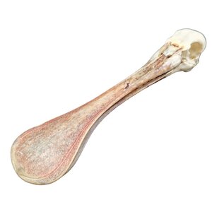 Skull roseate spoonbill