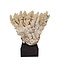 Cauliflower coral on wooden base (A)