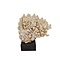 Cauliflower coral on wooden base (A)