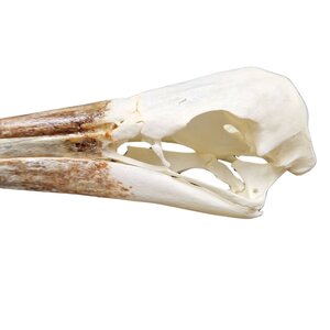 Skull brown pelican