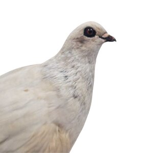 Mounted white pigeon (D)