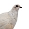 Mounted white pigeon (D)